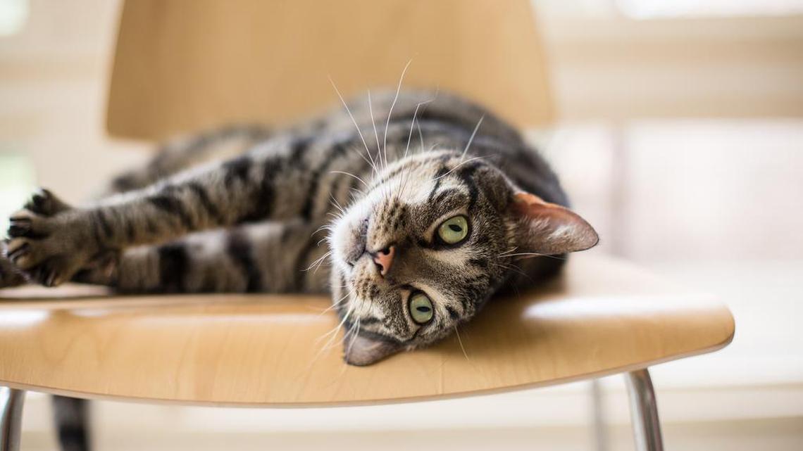 Toby, a 3-year-old tabby was an Eastern Wake News Pet of the Week at the SPCA.