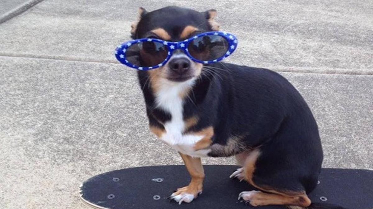 Even though Liz Reim wants to raise awareness of the needs – and joys – of special needs pets such as Sadie, the real reason she keeps photographing and captioning her dogs is to spread positivity.