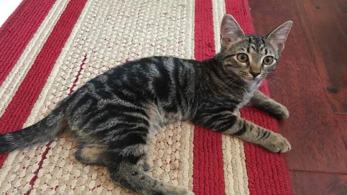 Meet Meko from Meow House at Friday’s cat cafe at Unleashed in Raleigh’s City Market.