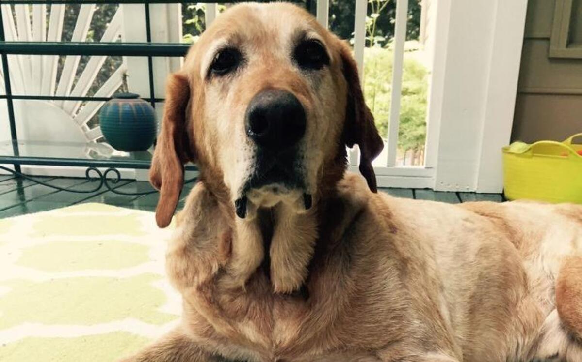 
Lucky is a happy and loyal Labrador Retriever taken in from a nearby shelter by Neuse River Golden Retriever Rescue. 
