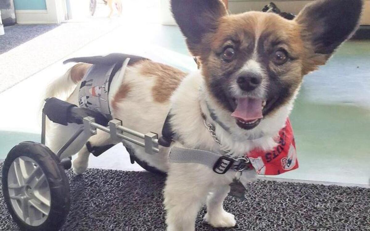 A dog uses a cart made by the family business.