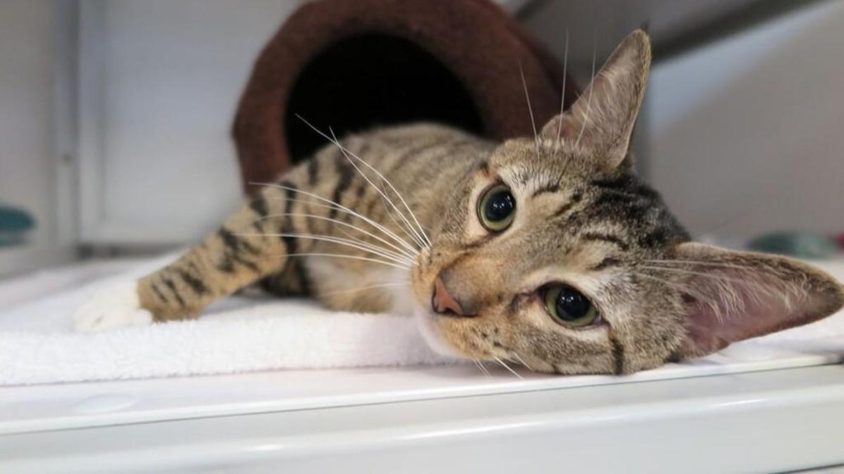 Cogsworth the cat, available for adoption at SAFE Haven For Cats in Raleigh.