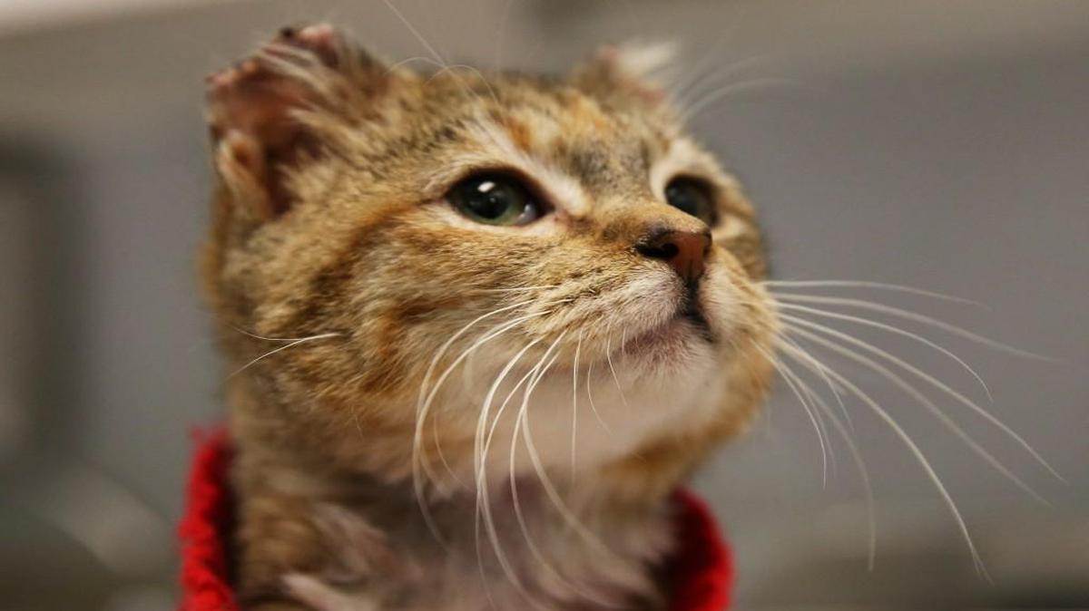 File photo of Sunny, a 1-year-old stray cat, rescued by city animal control workers in Chicago in 2015. Sunny suffered from frostbitten ears.