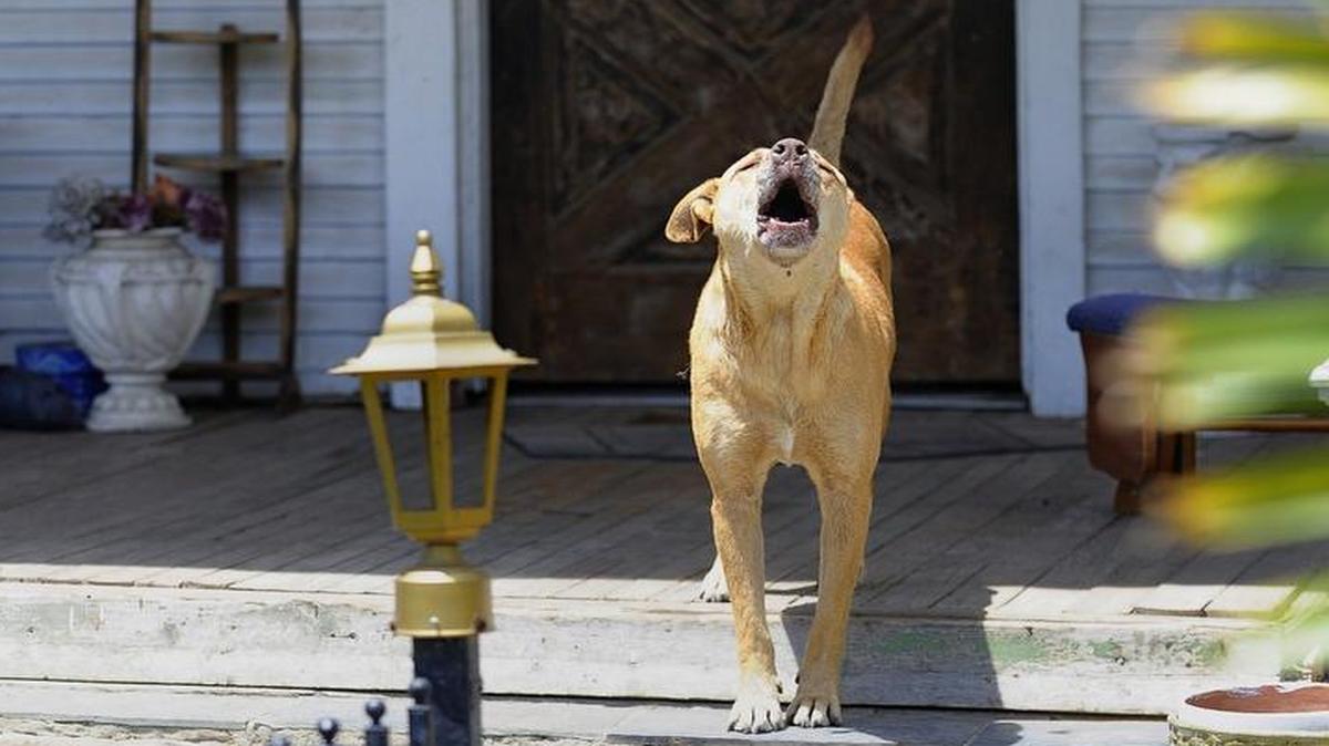 Dogs always give warning signals, but these signals are generally missed by both children and adults.