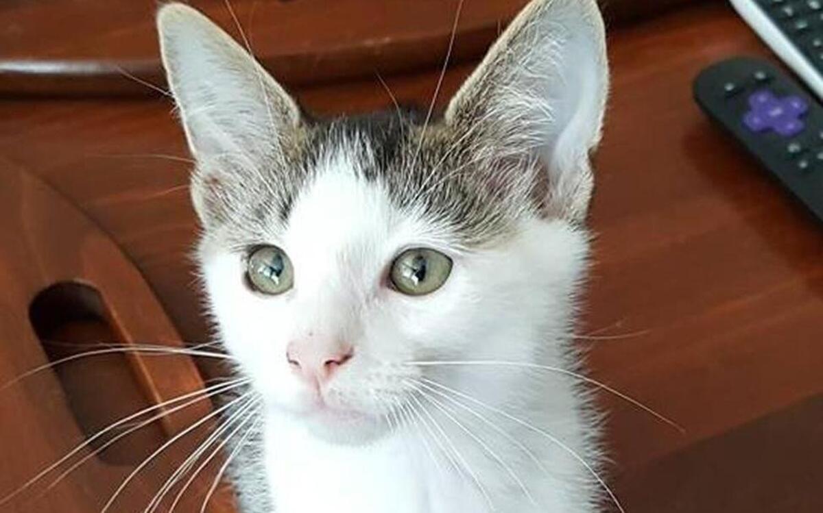 As a volunteer with Alley Cats and Angels, you can help kittens like Skitter find forever homes.