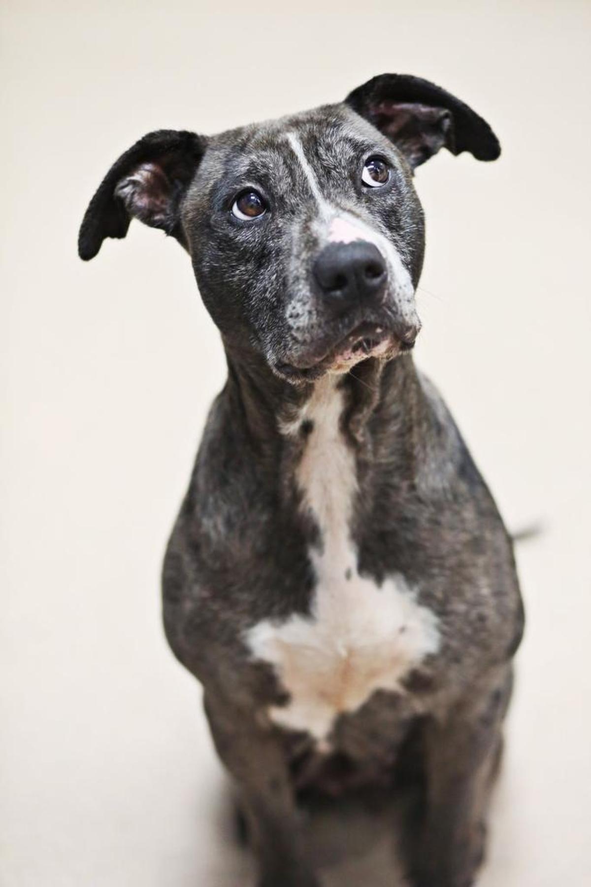 Coffee, a female Catahoula and American Staffordshire terrier mix, sits for a treat Monday, June 5, 2017, at the SPCA of Wake County in Raleigh. Coffee is one of the older dogs currently at the shelter at age five. The SPCA of Wake County has helped rescue and find homes for more than 320,000 animals in its 50 years.