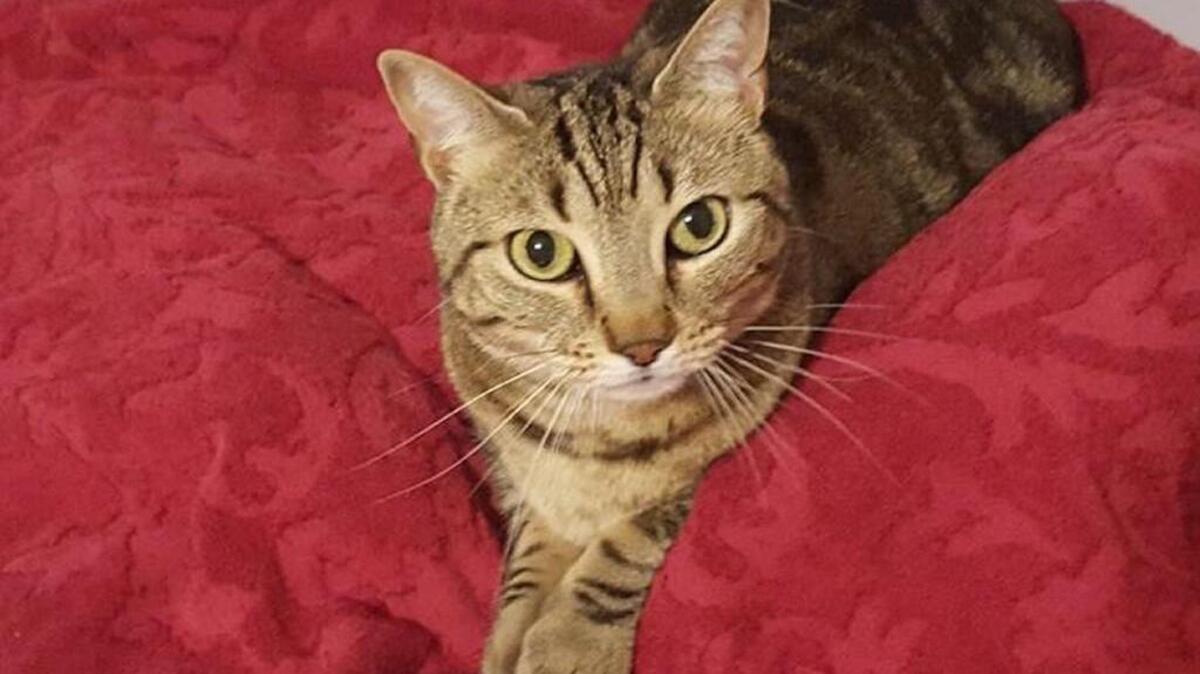 Shamrock also responds to the name Molly.