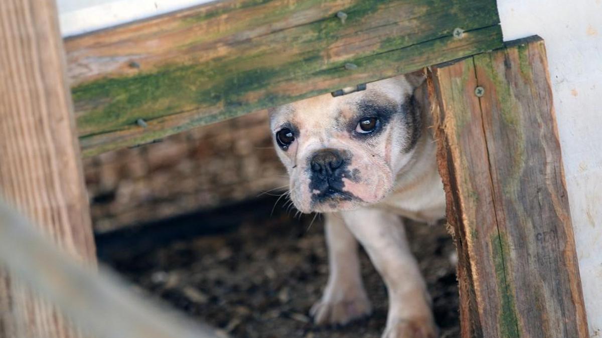 There is a new Animal Welfare Hotline for reporting cases of animal abuse or neglect. This dog was rescued from a puppy mill in Stokes County in 2012.