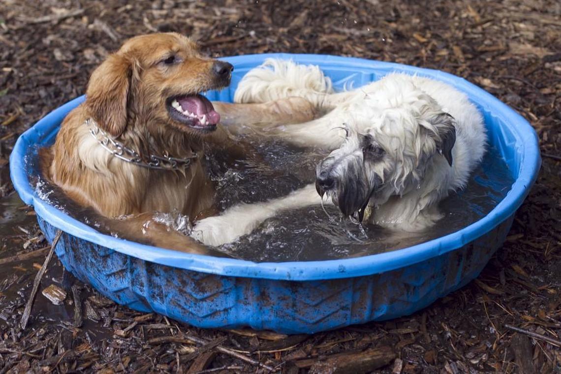 Cooling off in a pool is one way to beat the summer heat for your canine friend.