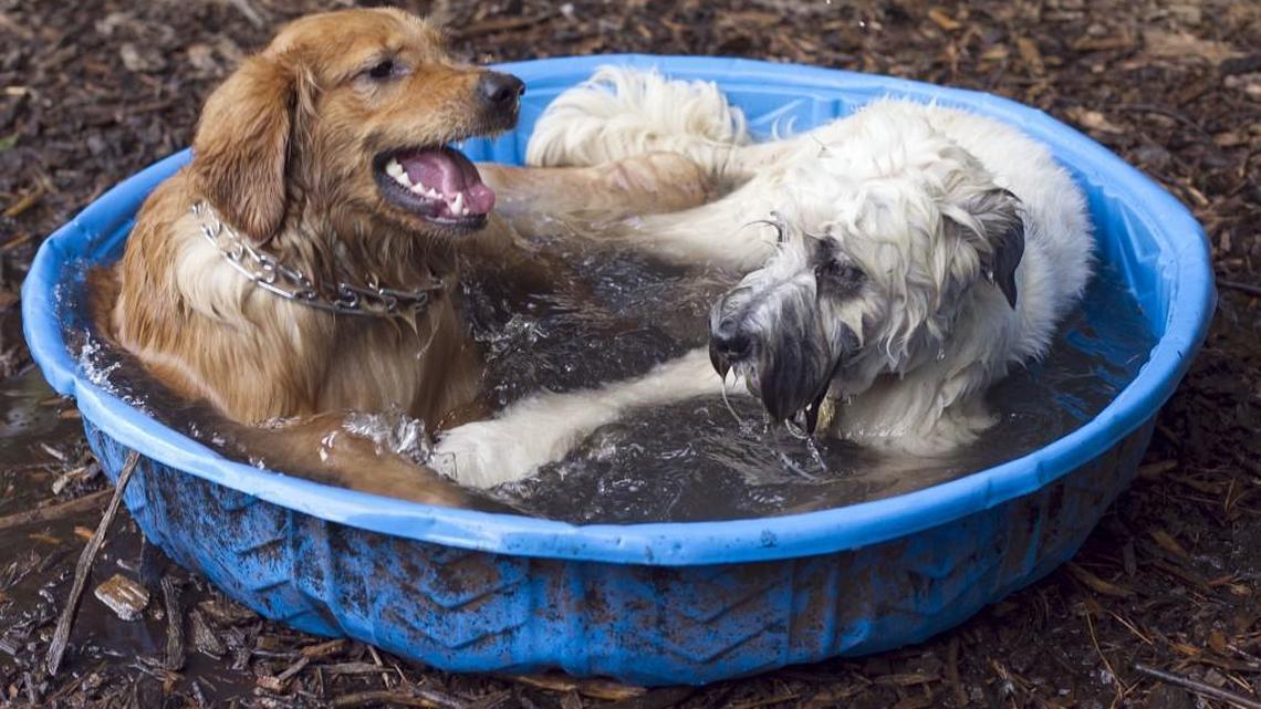 Cooling off in a pool is one way to beat the summer heat for your canine friend.
