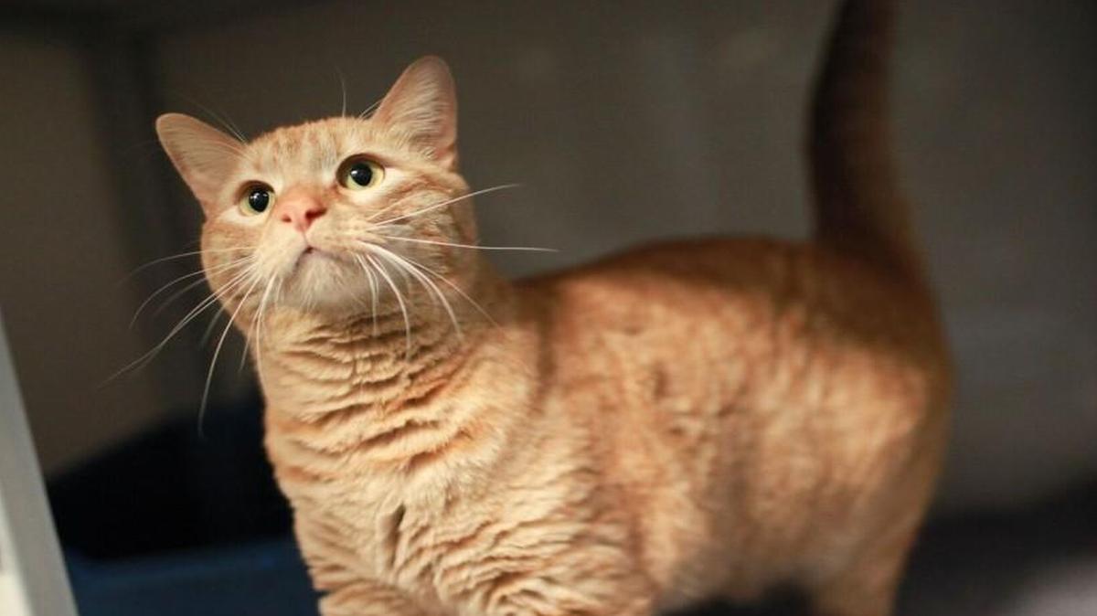Alfie the cat, available for adoption at SAFE Haven For Cats in Raleigh.
