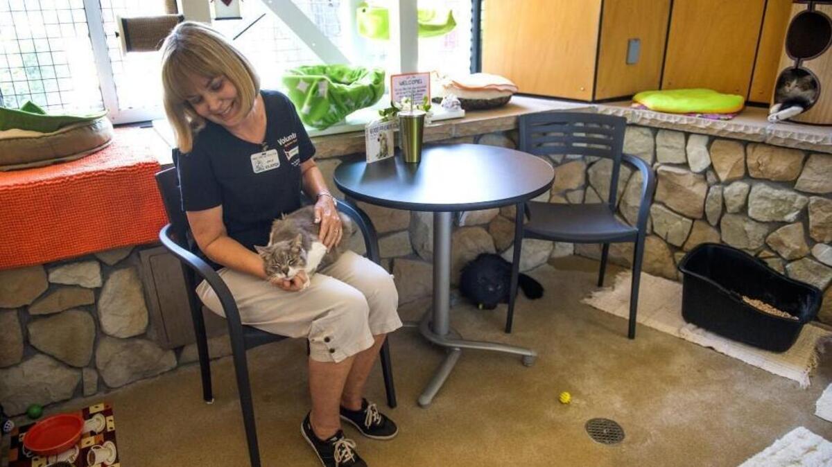 Volunteer Jan Betts spends time with Leopold, as Stickers (at right) and Shadow (center) relax in a “Catfe” at the Sacramento County animal shelter in 2015 in Sacramento, Calif.