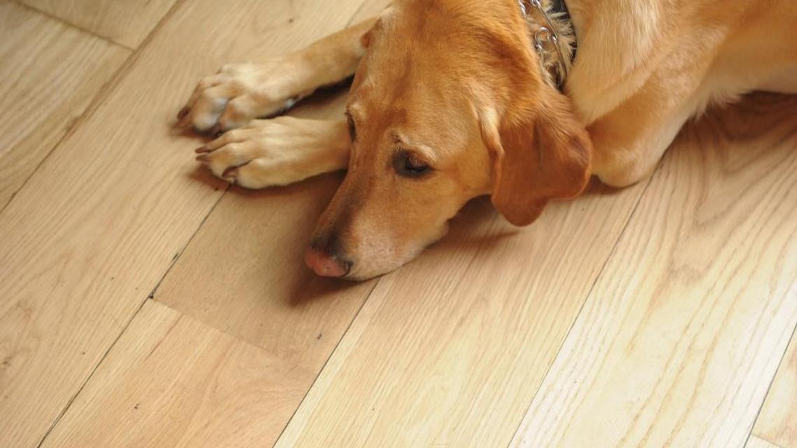 Experts say there’s no question animals grieve the loss of companions – even across species.