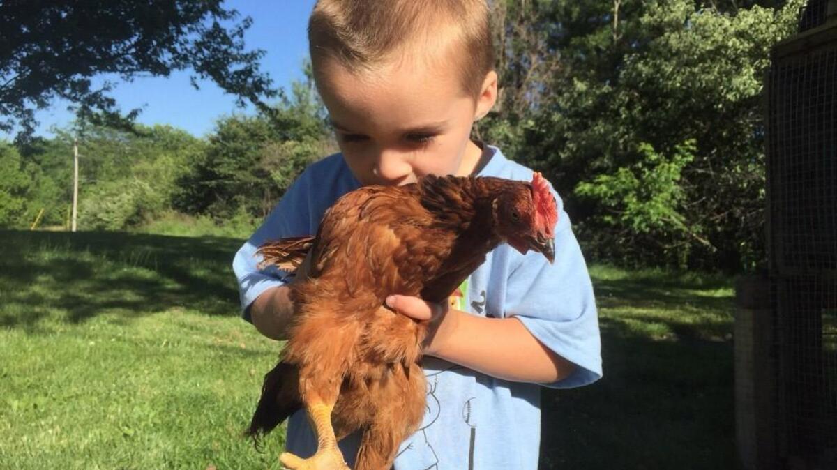 Scars aside, raising chickens can teach young people several important lessons. They understand better than ever the value of looking after living things.