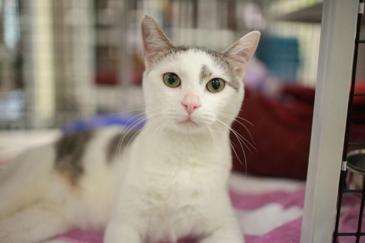Kedi the cat, available for adoption at SAFE Haven For Cats in Raleigh.
