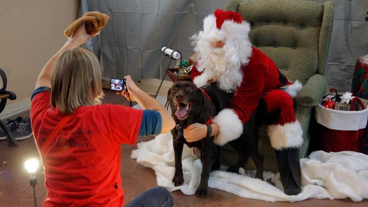 This time of year, many rescue groups are sponsoring fundraising events at which pets can have their photo taken with Santa.