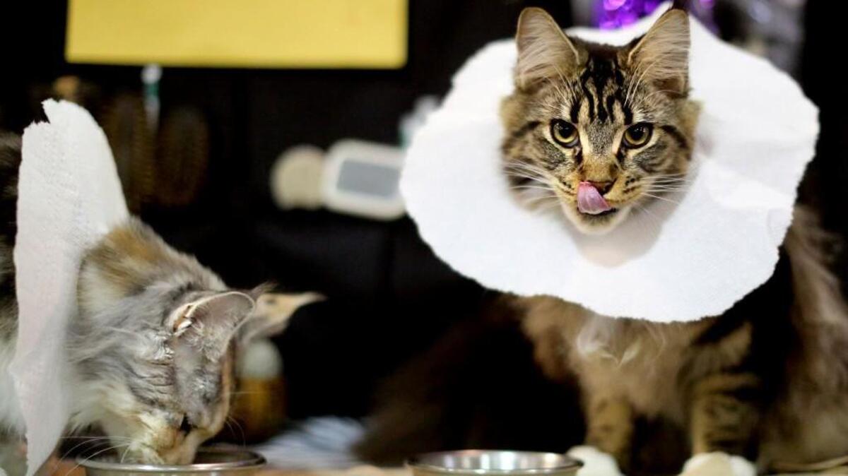 Maine Coon cats eat their lunch with paper towel bibs at the 2014 International Cat Show at the N.C. State Fairgrounds in Raleigh.