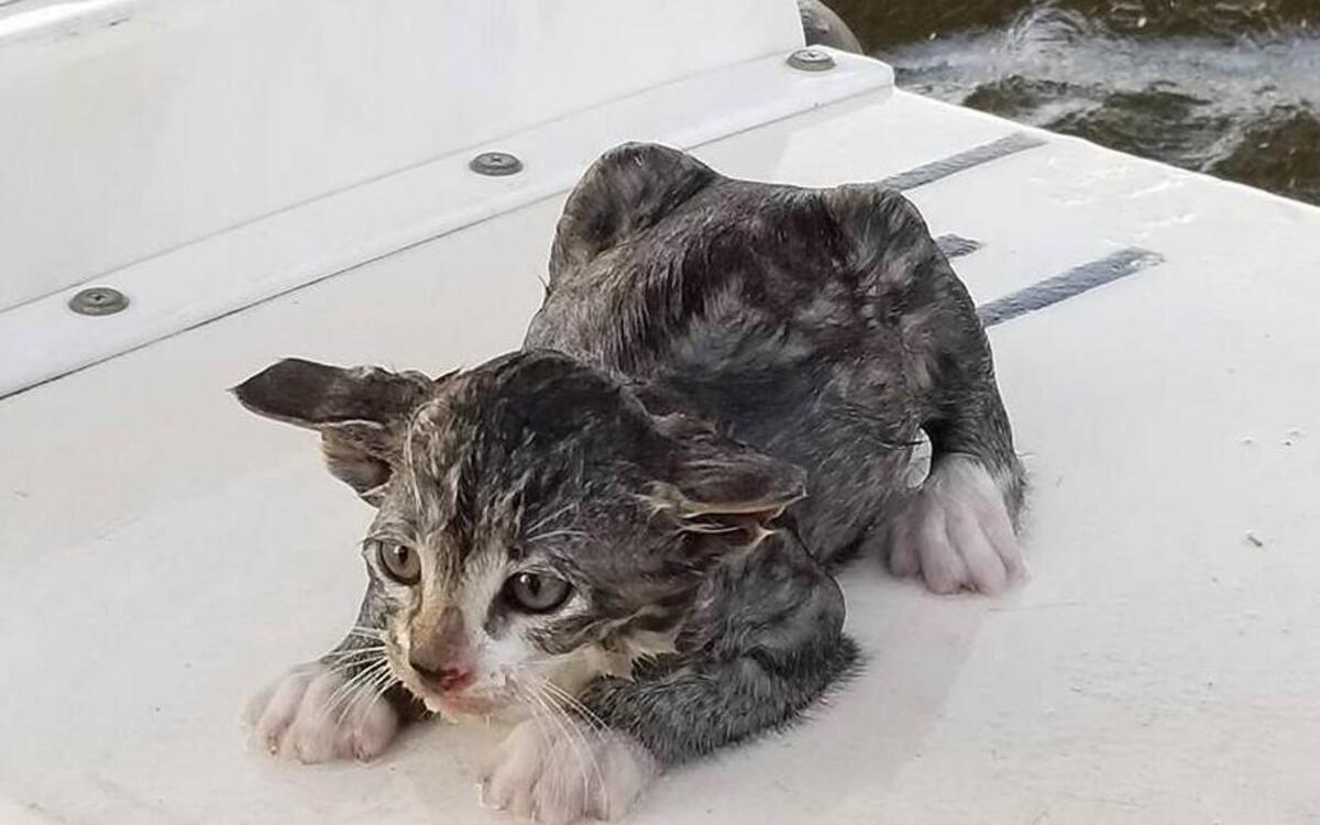 A kitten thrown from a bridge in the Outer Banks was rescued by two NCDOT workers. One of the workers, Reece Newman, has adopted him and named him ‘Bridger Catfish Newman.’