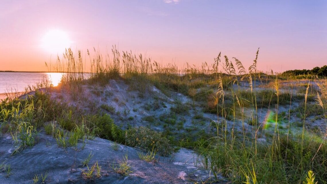 This Georgia beach is a hidden gem for dolphin watching - with a history trail worth exploring