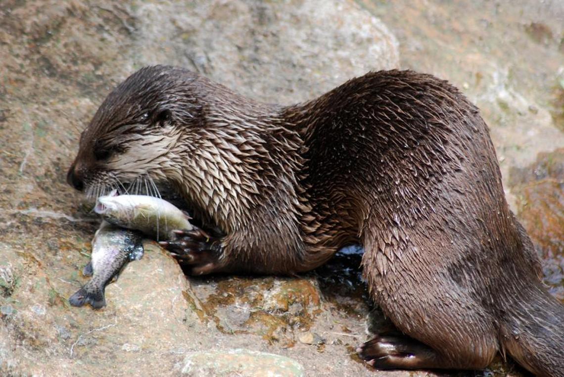 Nova, a North American river otter, enjoys the spoils of the hunt — fresh-caught fish from her pond — during 2016’s Animal Birthday Party. The annual celebration of all the environmental wildlife habitat animals returns to Grandfather Mountain Wednesday, June 14, 2017.