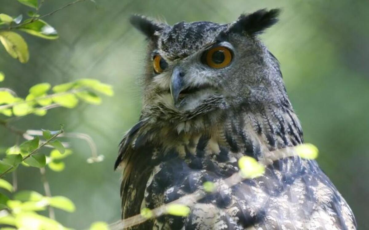 Kahn, a large Eurasian Eagle Owl, is one draw at the Carolina Raptor Center in Huntersville.