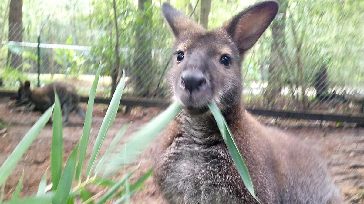 A Wallaby munches on bamboo leaves at Lynwood Park Zoo in Jacksonville.