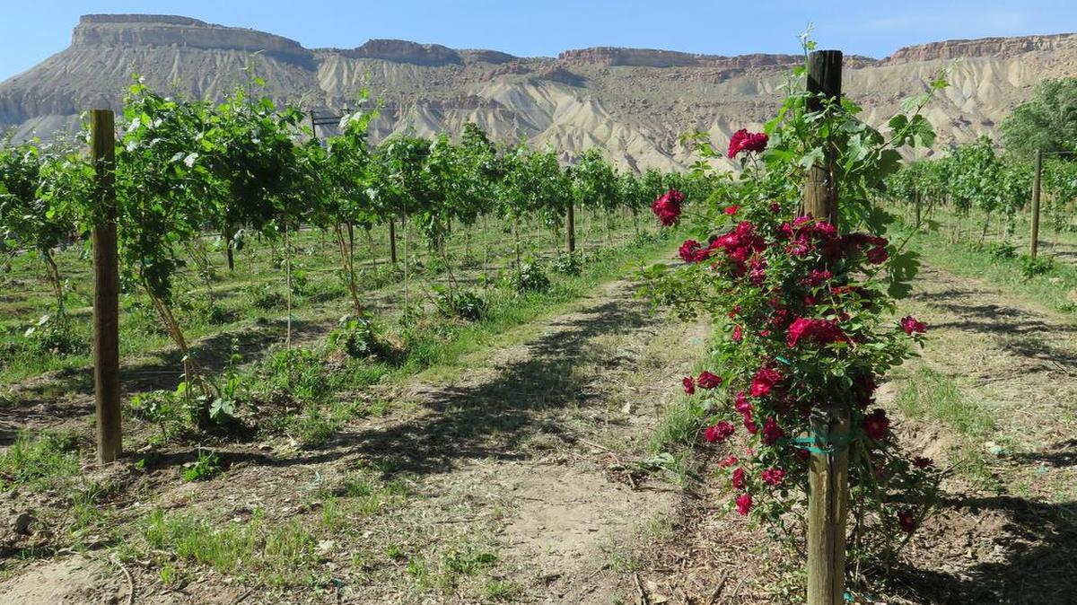 
Locals in Palisade are angling for Colorado to sit squarely on the map as a wine – not just brewery – destination. 
