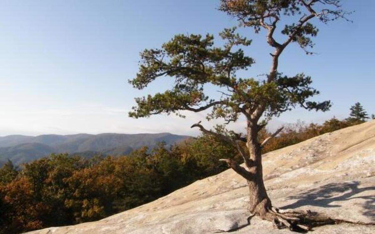 
Those who make the strenuous trek to the top of Stone Mountain are rewarded with inspiring views.
