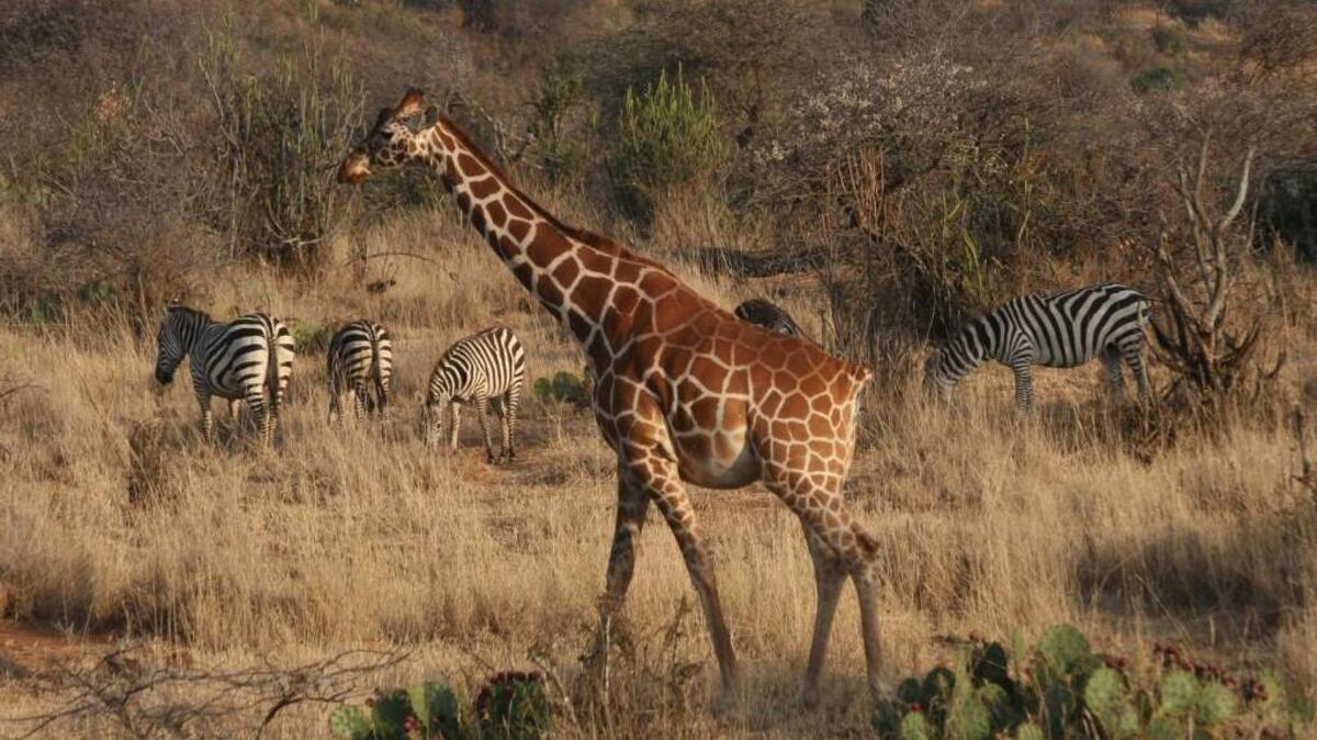Reticulated giraffe and Grevy’s zebra thrive in harmony at Loisaba Conservancy in northern Kenya because of conservation efforts.