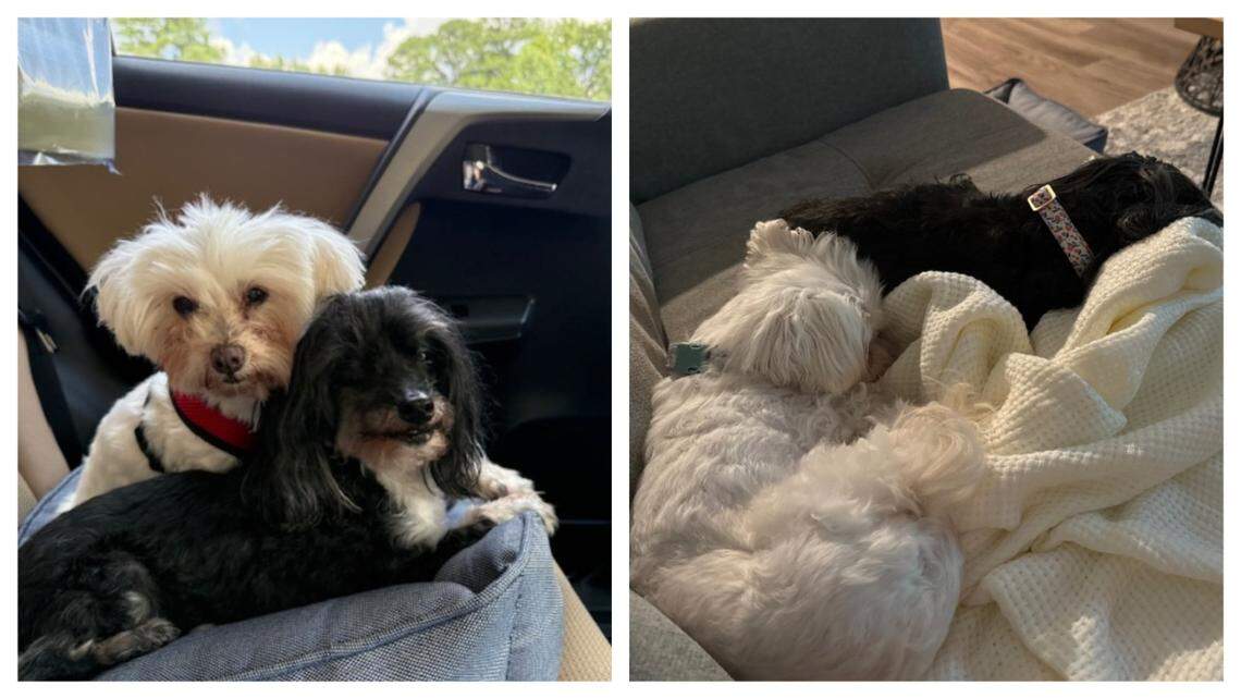 Two North Carolina dogs were adopted into the same home after a man fell for them.