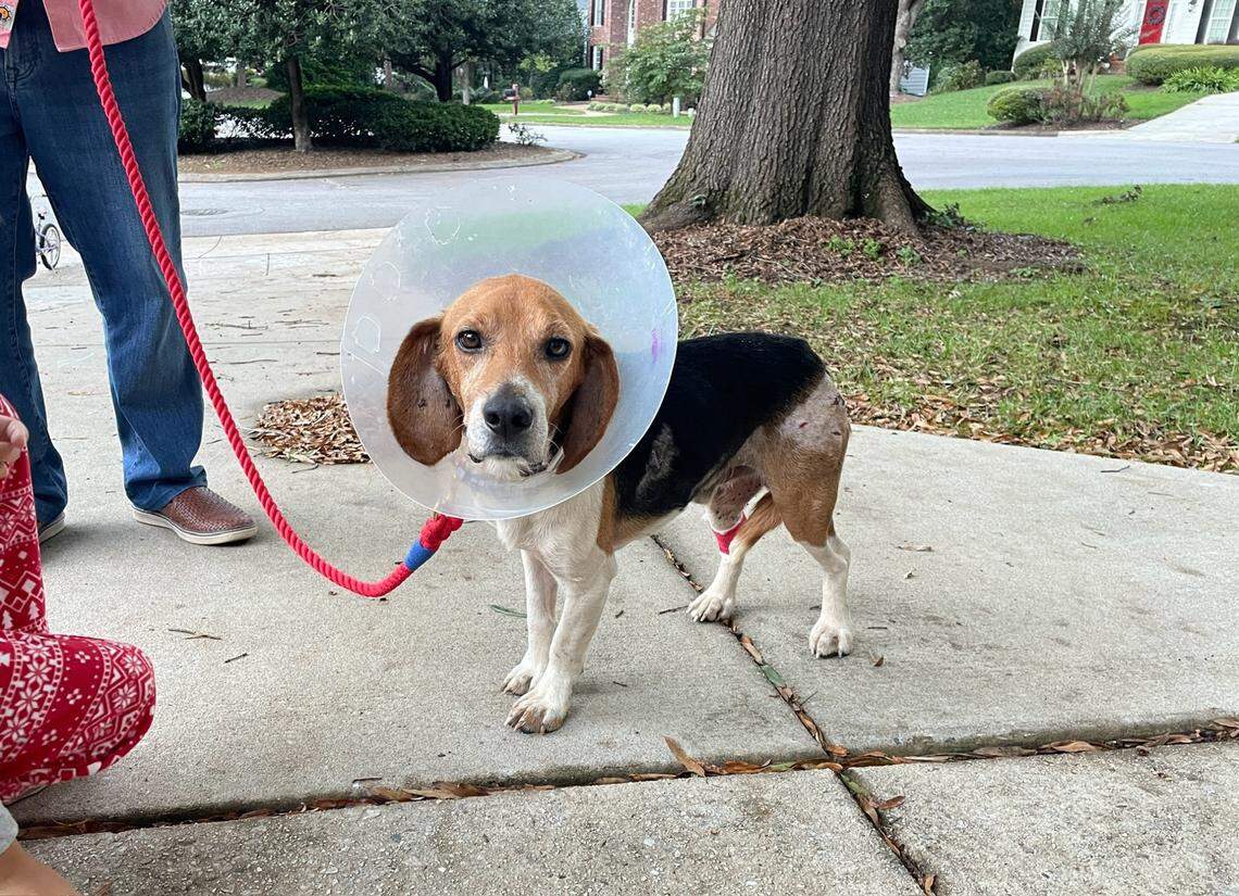 Moose the dog was saved after Hurricane Helene, a North Carolina rescue said.