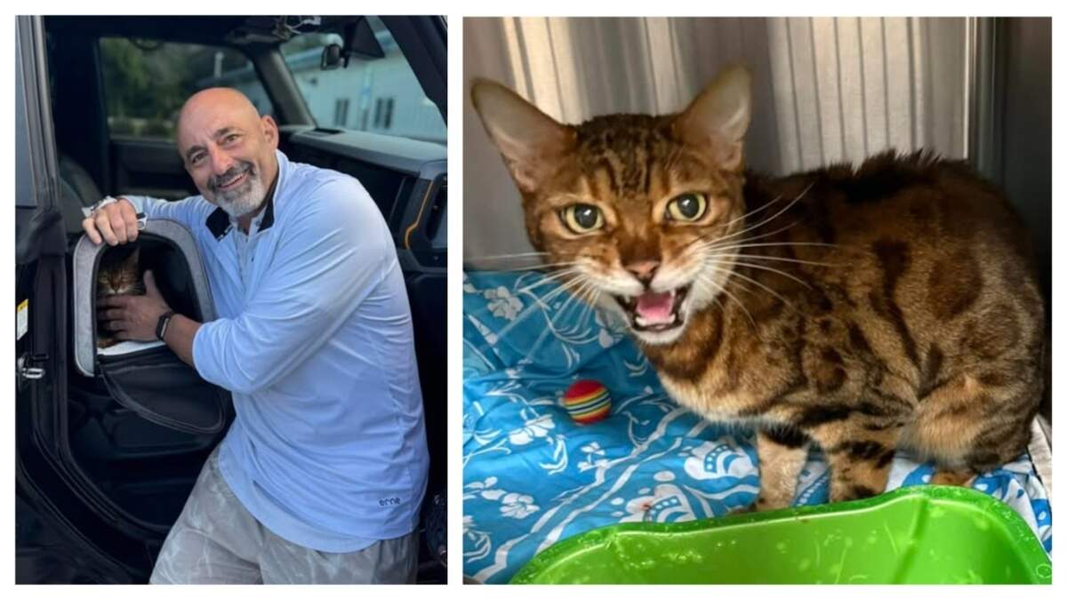 An attention-loving Florida cat reunited with her family in North Carolina.
