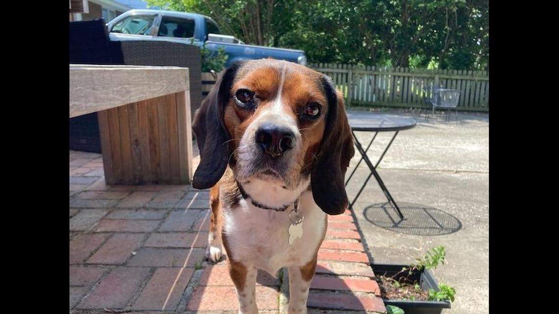 Red got another home after his loving owner had to surrender him to a North Carolina animal rescue.