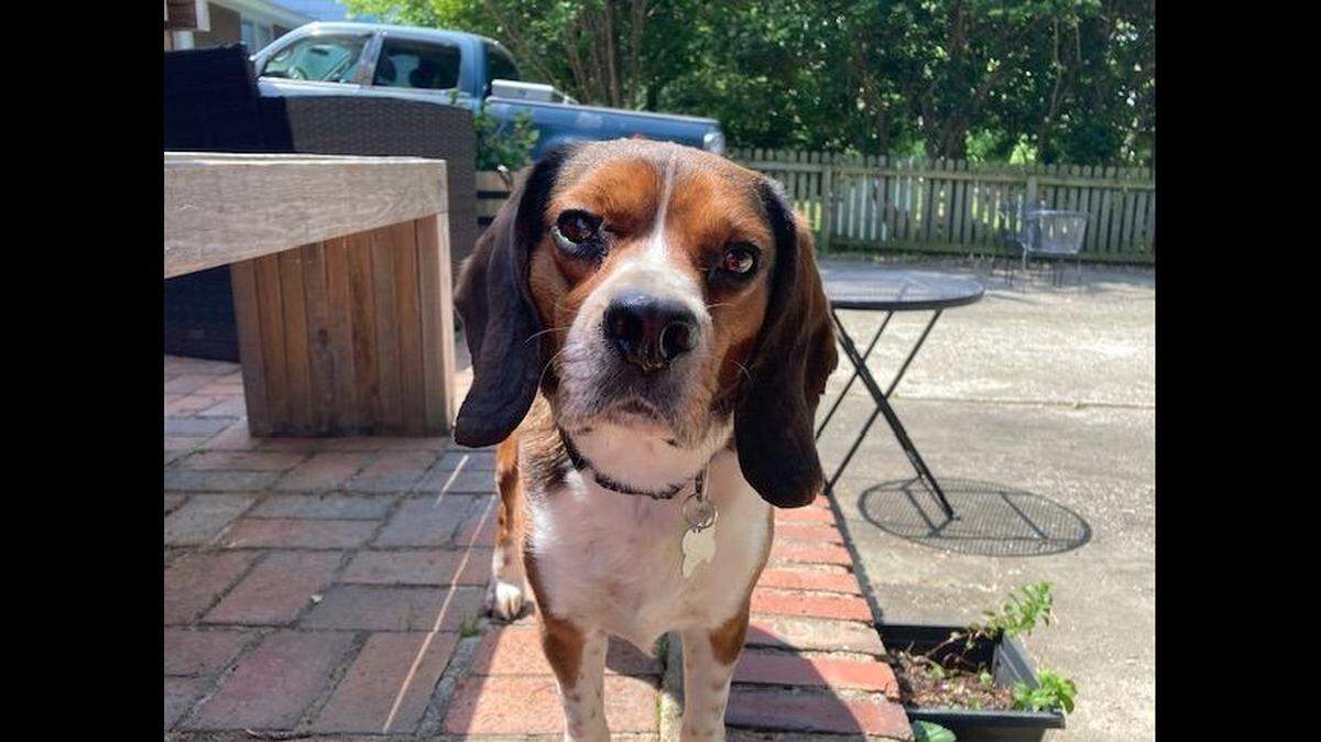 Red got another home after his loving owner had to surrender him to a North Carolina animal rescue.