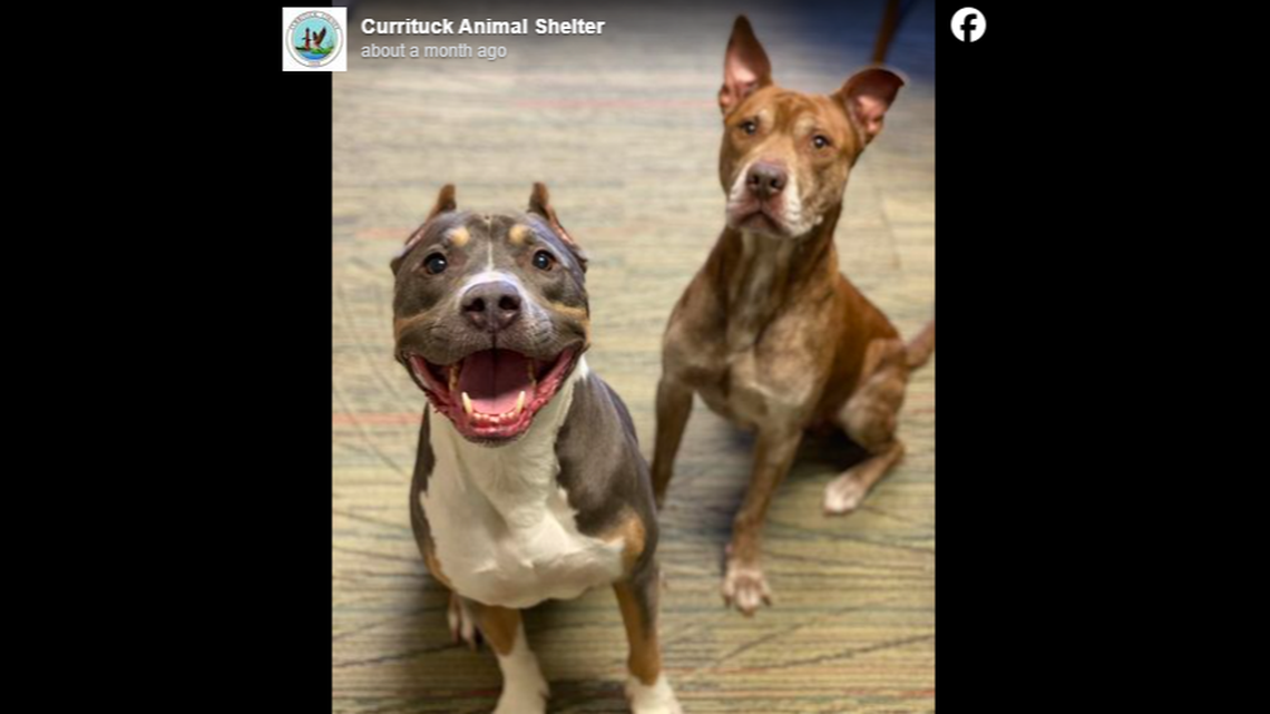 Bruiser, left, and Brooklyn have developed a close friendship, North Carolina photos show.