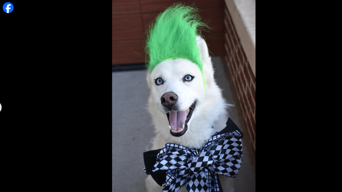 Shelters across North Carolina shared cute pictures of dogs wearing Halloween costumes.