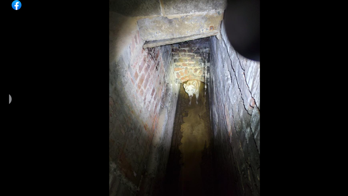 A dog was saved after she was stranded 8 feet below a North Carolina porch, officials said.