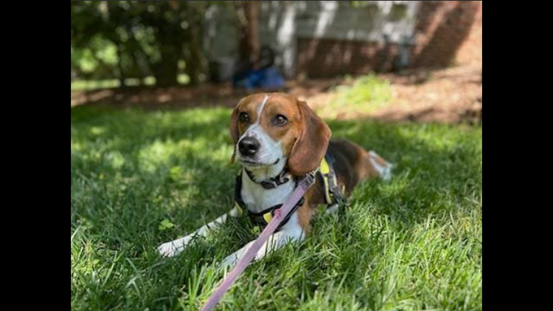 A dog with a “big personality” will go up for adoption soon.