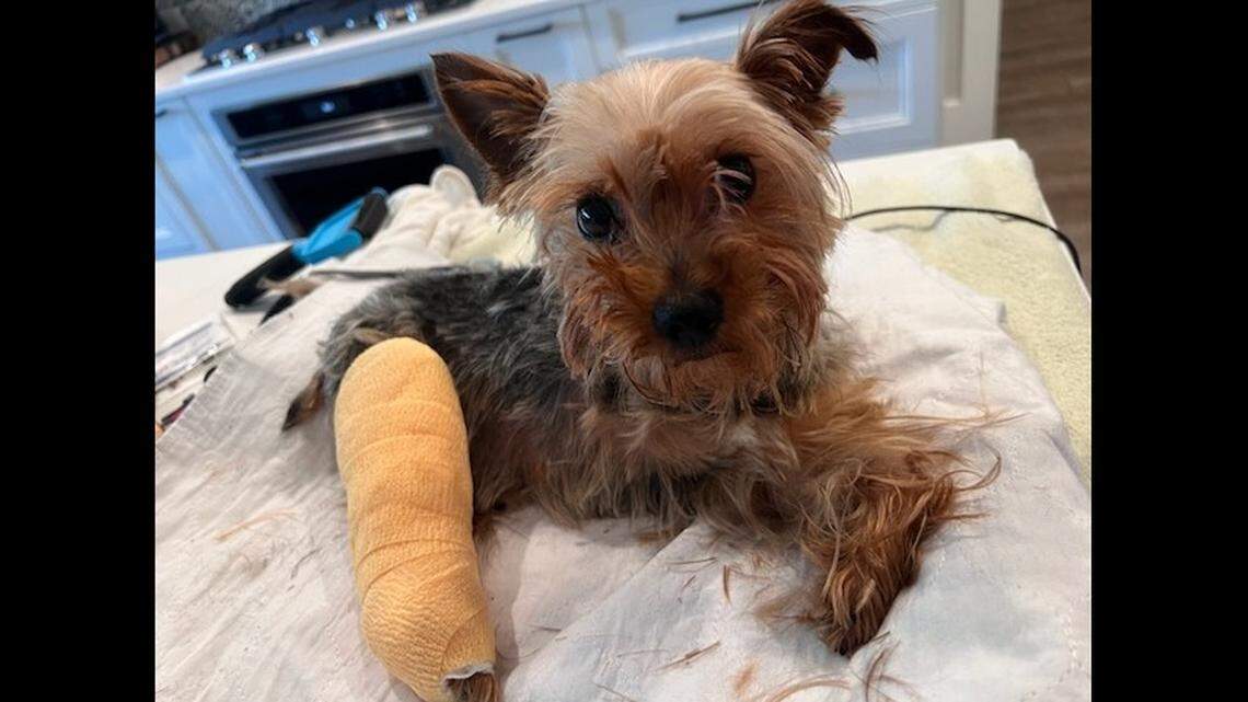 Three-legged dog was abandoned in soggy box. Now, ‘resilient’ pup needs a home