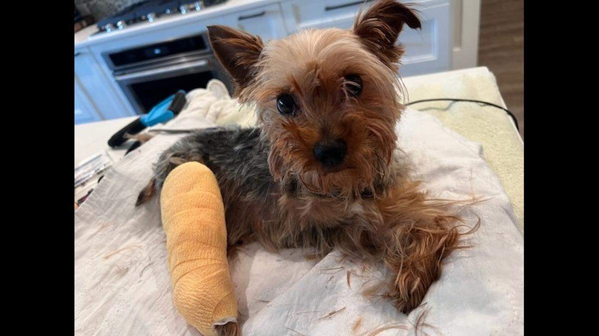 A “resilient” dog who lost a leg is up for adoption in North Carolina.