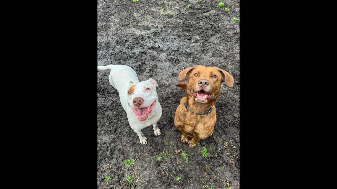 Two dogs left behind at a home are waiting for a second chance.