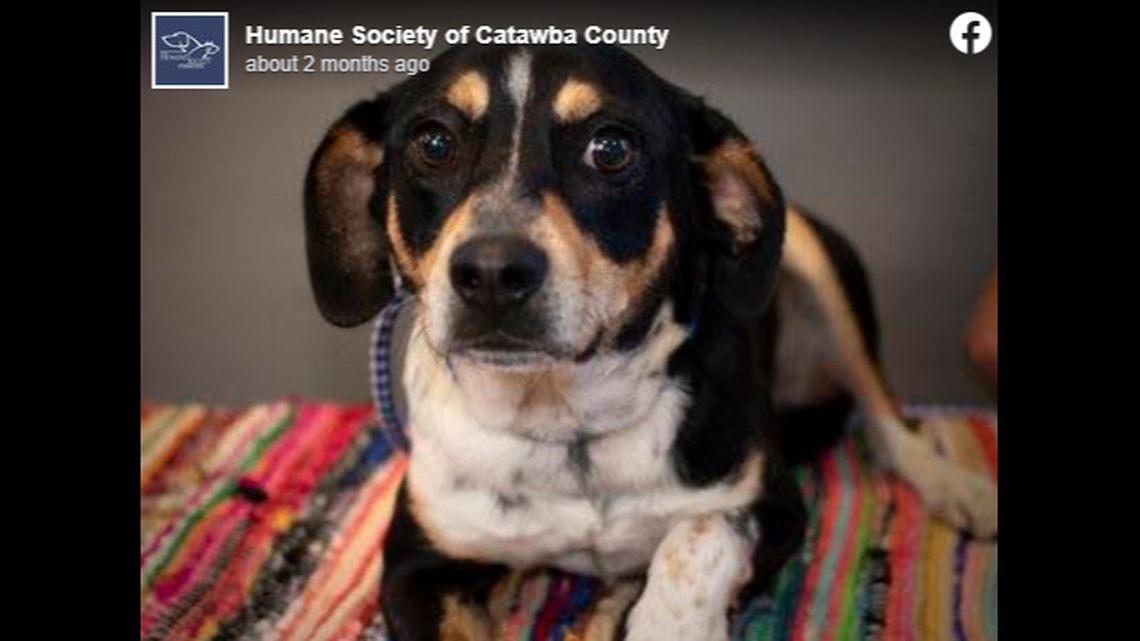 Atari the North Carolina dog needs a new home after spending more than a year at a shelter.