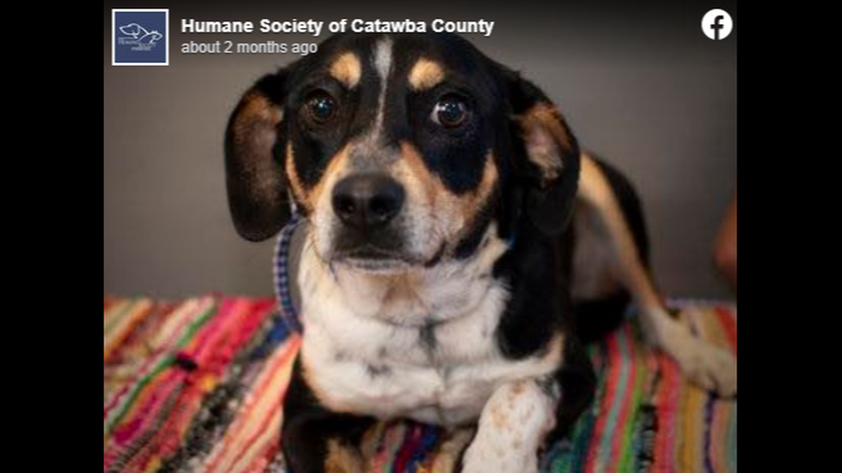 Atari the North Carolina dog needs a new home after spending more than a year at a shelter.