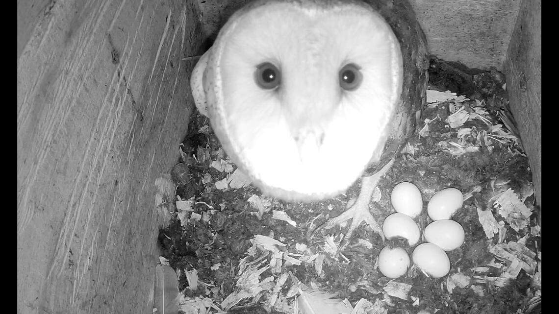 This live camera offers a ‘rare’ look at owls hatching in NC. How to watch