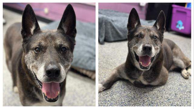 A senior dog needs a home after he was returned to a North Carolina shelter twice.