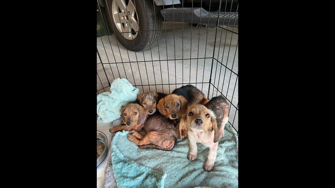 Four puppies once saved from a dumpster have been adopted, an animal rescue said.