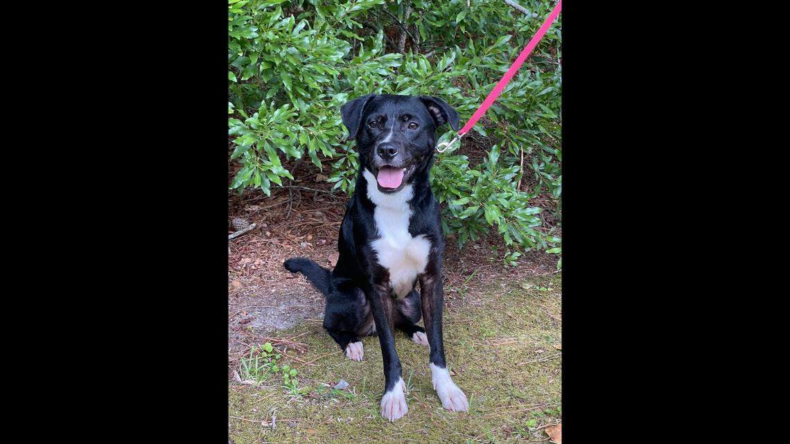A North Carolina dog in need of a home “just hit the jackpot.”