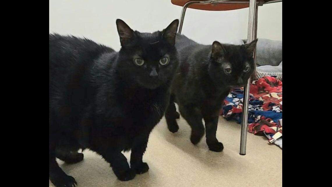 Senior cats who lost their owner are up for adoption in North Carolina.