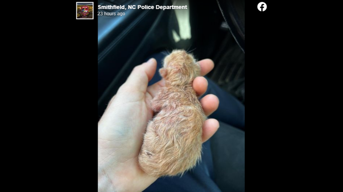 A police officer was praised for saving a newborn cat from a North Carolina parking lot.