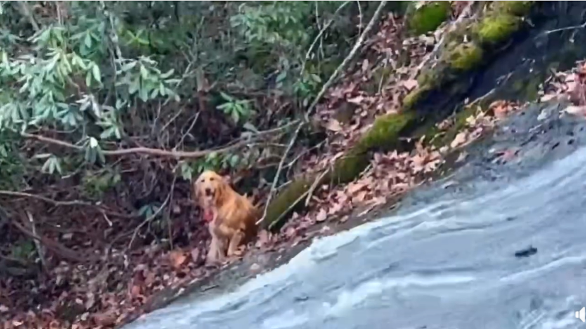 A missing dog was saved after tumbling down a popular Virginia waterfall, crews said.